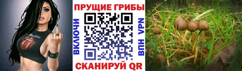 Галлюциногенные грибы Cubensis купить наркотики сайты МЕГА онион Грязи